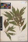 Foto von Salix caudata (Nutt.) A. Heller